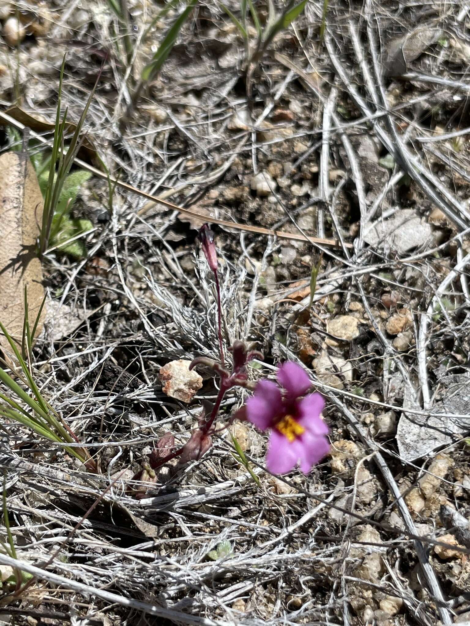 Erythranthe purpurea (A. L. Grant) N. S. Fraga resmi