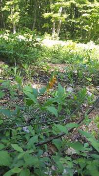 Image of Lathyrus aureus (Steven) D. Brandza