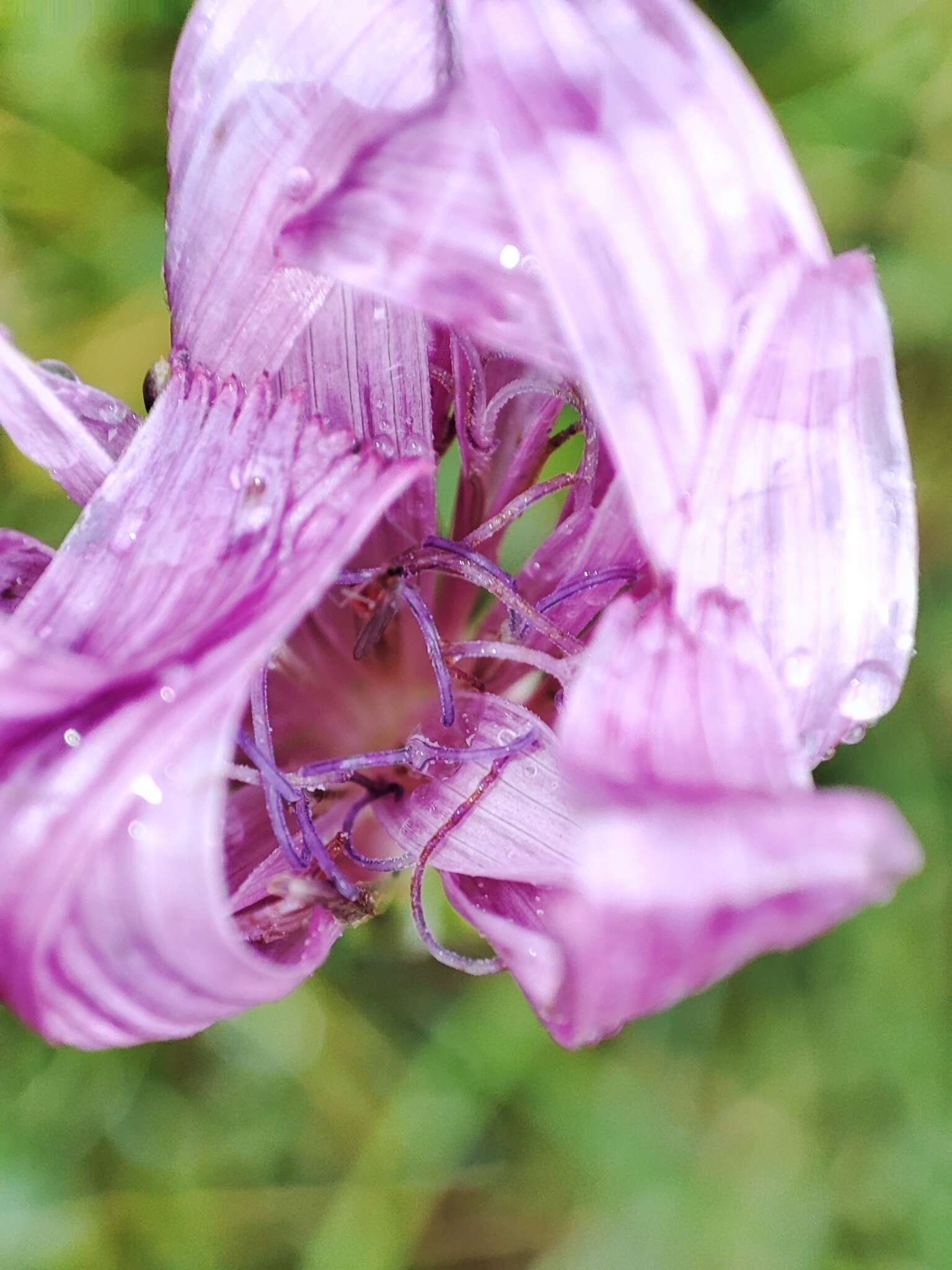 Image of Podospermum roseum subsp. roseum