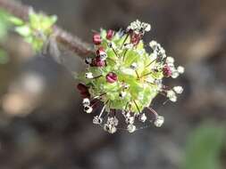 Image of Argentinian biddy-biddy