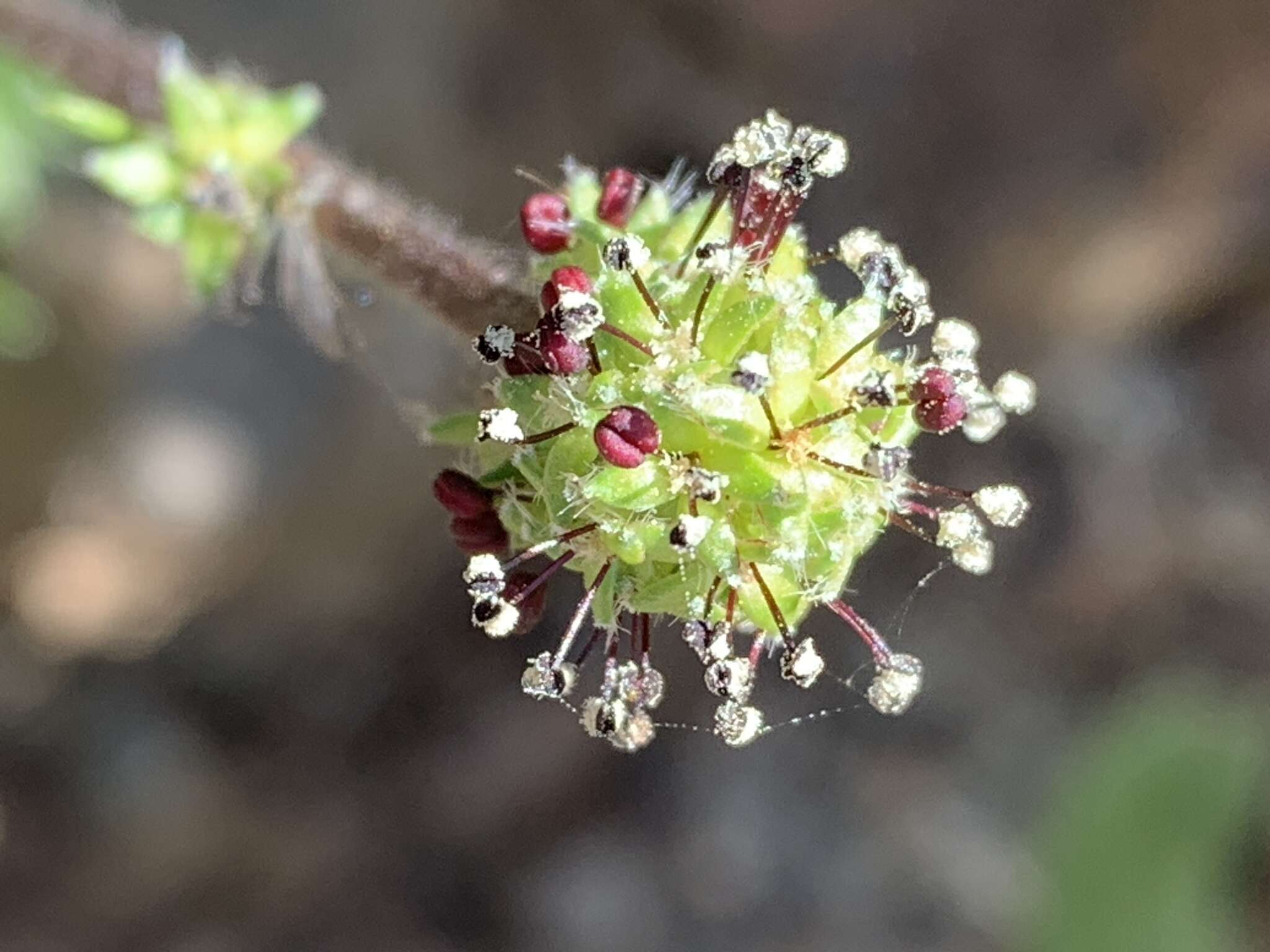 Image de Acaena pinnatifida Ruiz & Pav.