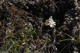 Image of Silene paucifolia Ledeb.