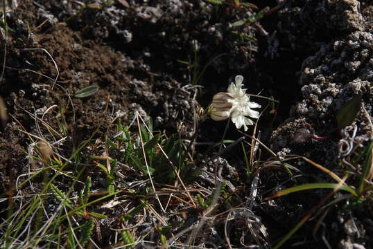 Imagem de Silene paucifolia Ledeb.