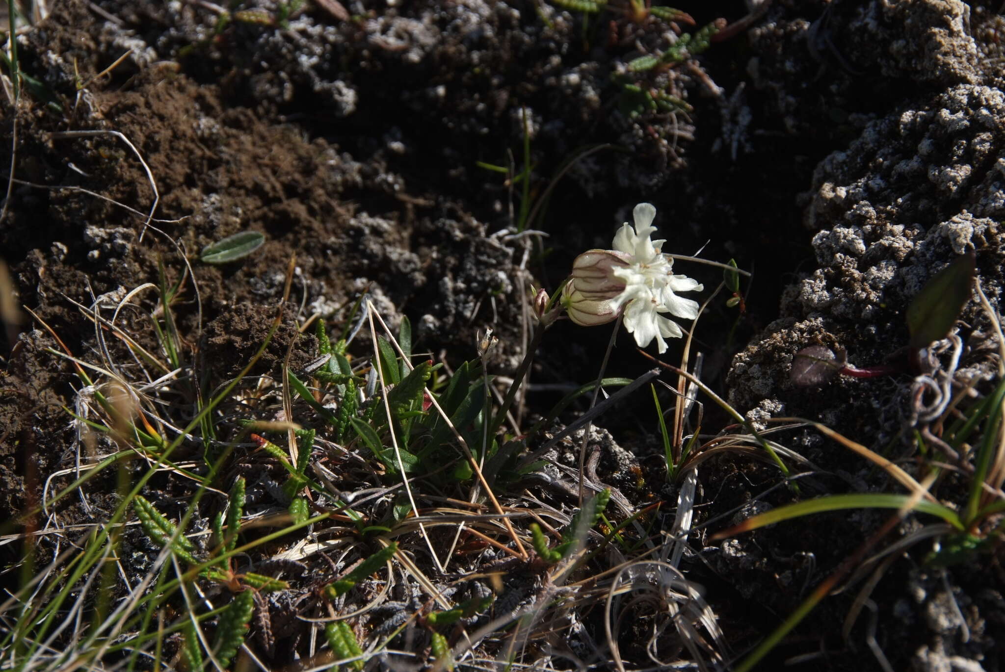 Image of Silene paucifolia Ledeb.