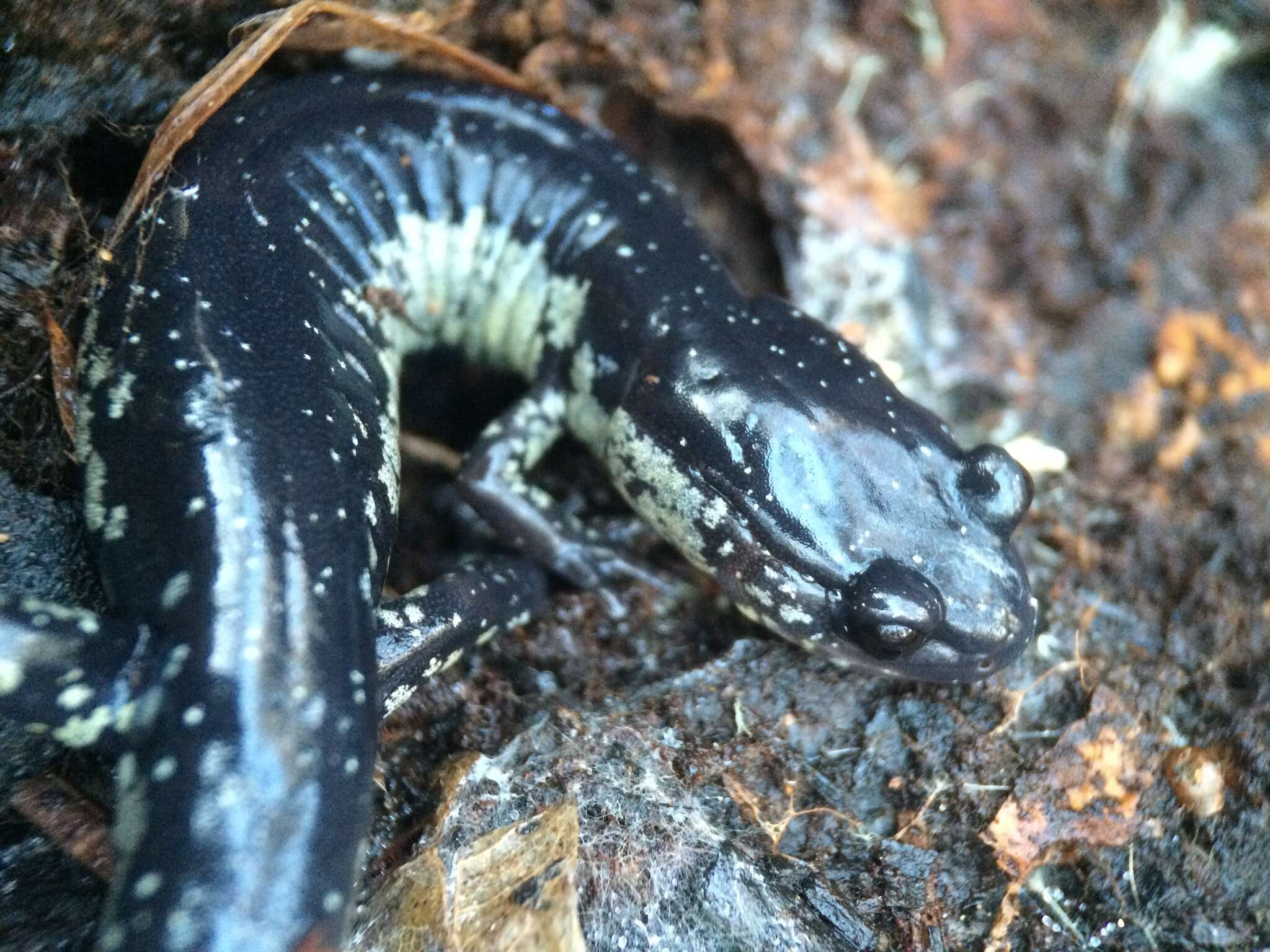 Image of Plethodon chlorobryonis Mittleman 1951