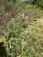 Image of Mentha longifolia subsp. capensis (Thunb.) Briq.