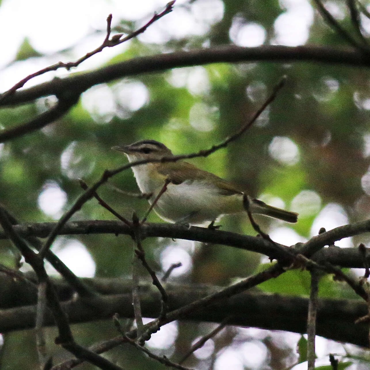 Image of Red-eyed Vireo