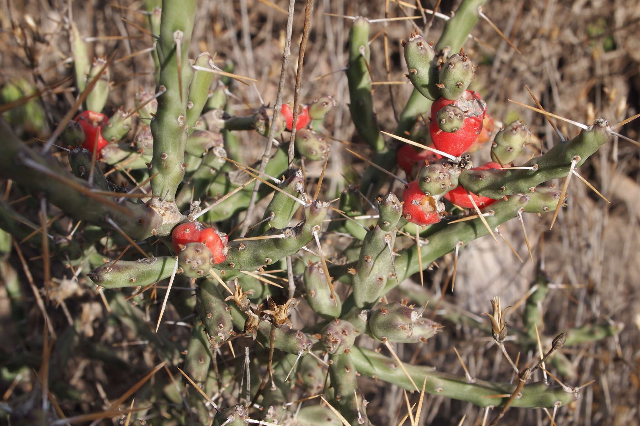 Image of Christmas Cactus