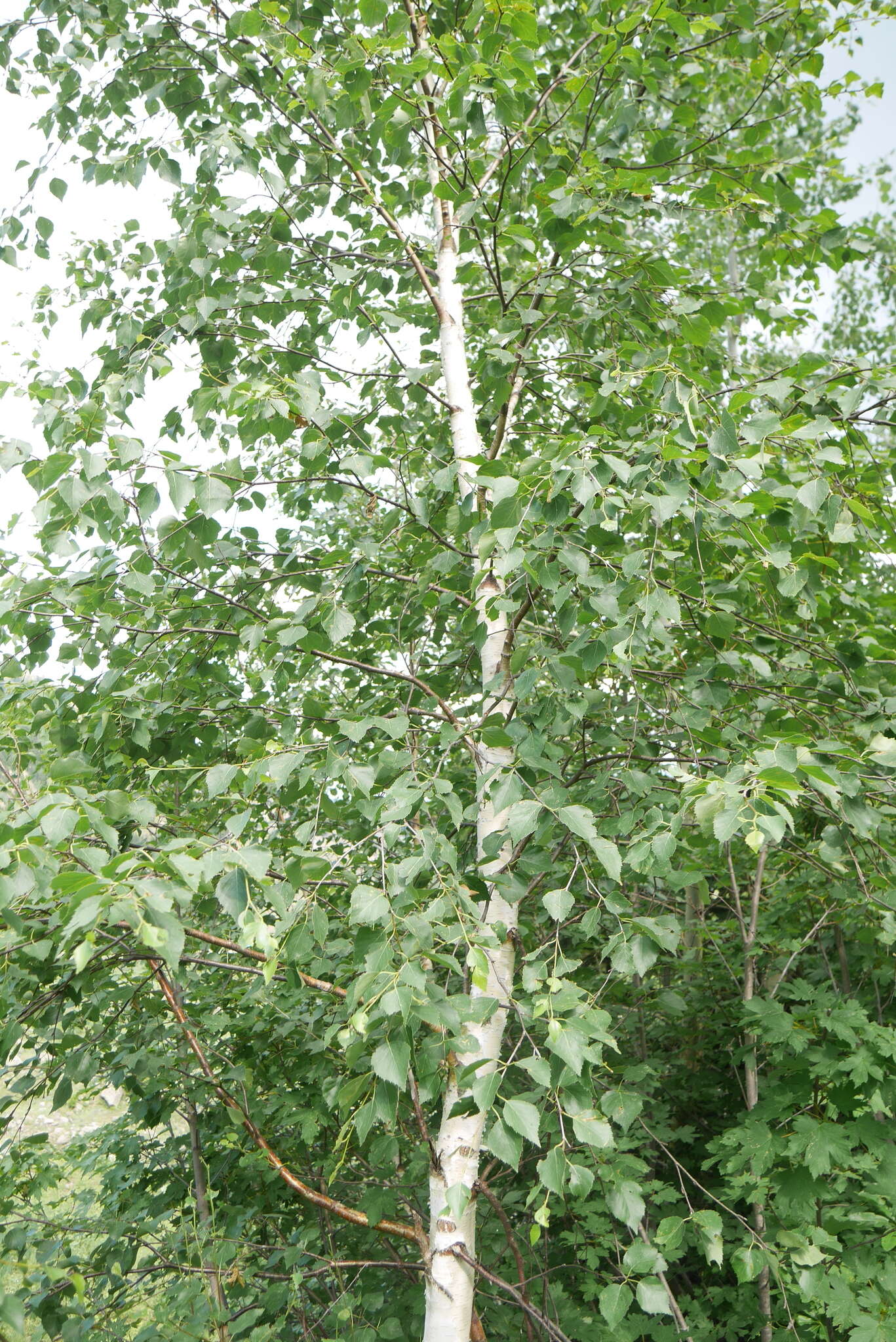 Image of Betula pubescens var. litwinowii (Doluch.) Ashburner & McAll.