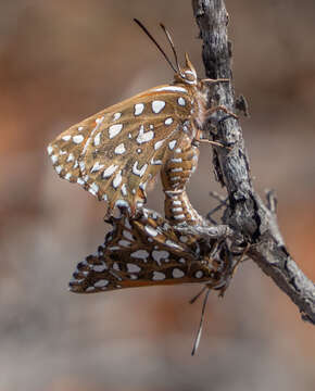 Слика од Argyraspodes