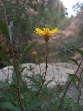 Image of Electranthera cuneifolia (Greenm.) Mesfin, Crawford & Pruski