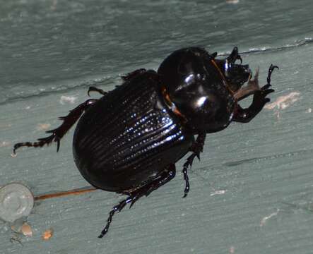 Image of Triceratops Beetle