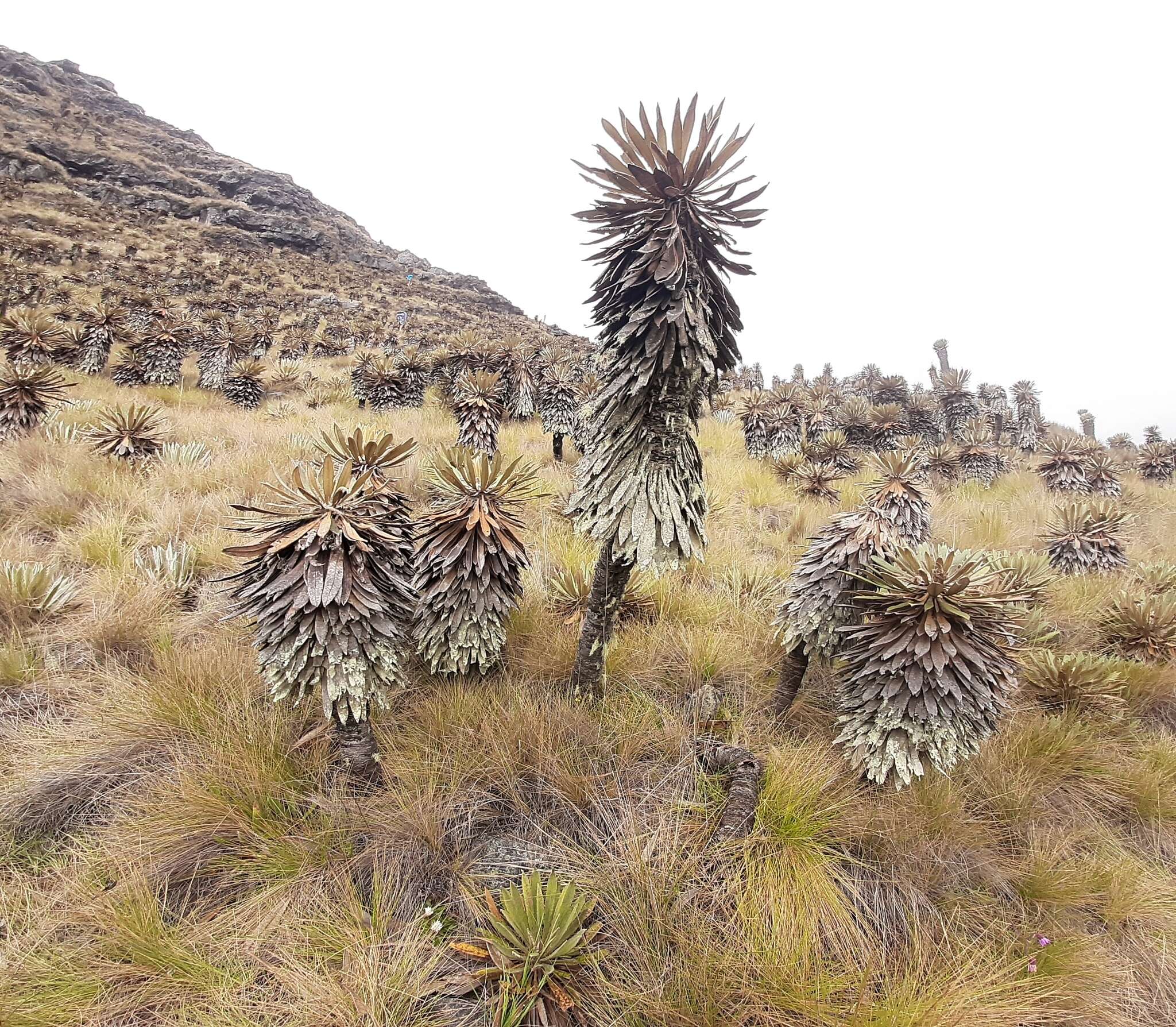 Image of Espeletiopsis guacharaca (Diaz) J. Cuatrec.