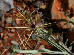 Image of Centaurea idaea Boiss. & Heldr.