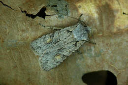 Image of grey shoulder-knot