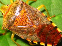 Image of Acanthosoma denticaudum Jakovlev 1880