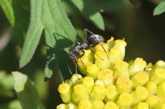 Plancia ëd Formica japonica Motschoulsky 1866