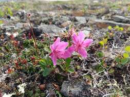 Imagem de Rhododendron camtschaticum subsp. glandulosum (Standl.) B. Boivin