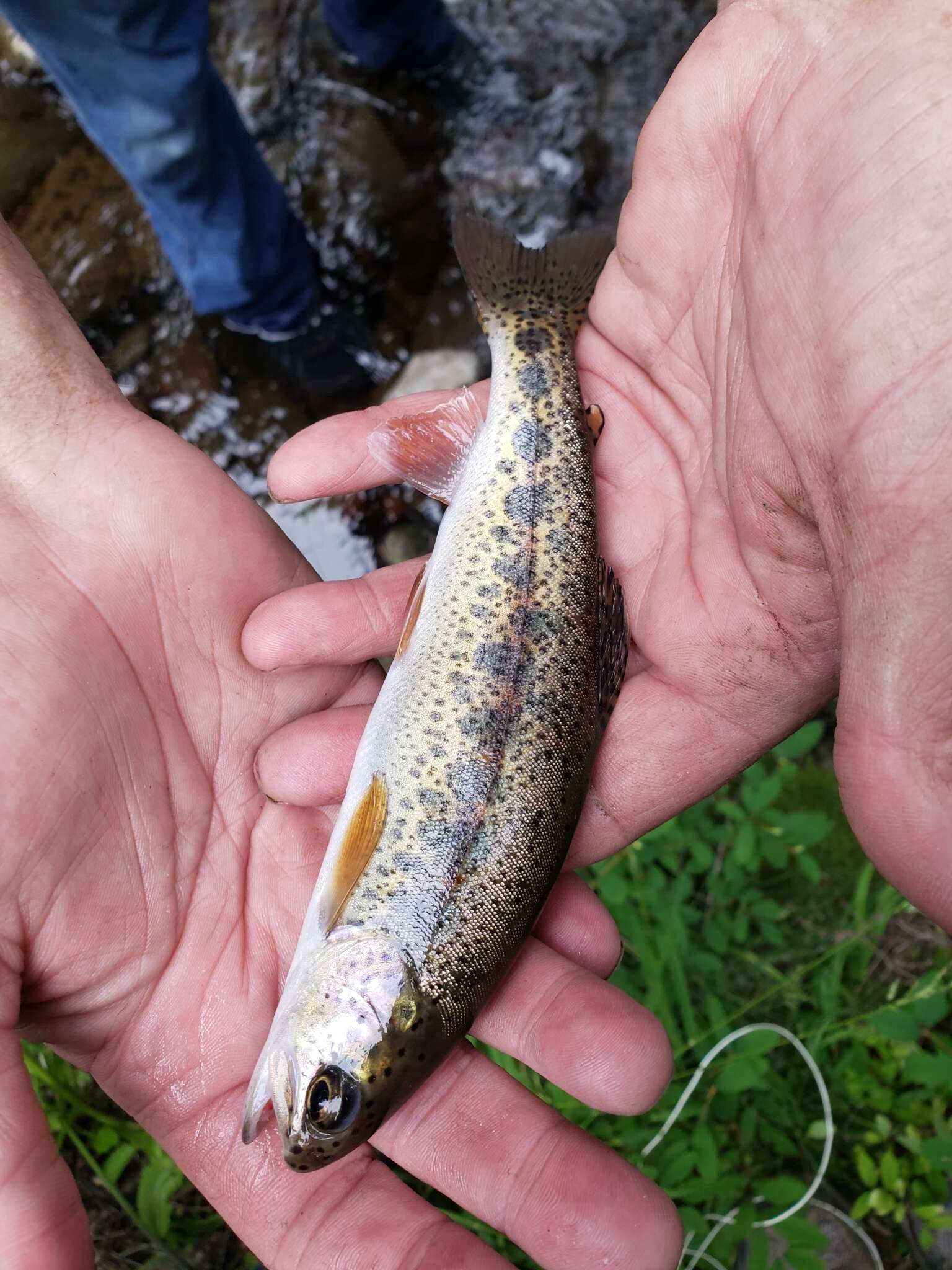 Image of Oncorhynchus mykiss gairdnerii (Richardson 1836)