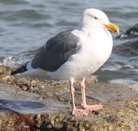 Image of Western Gull