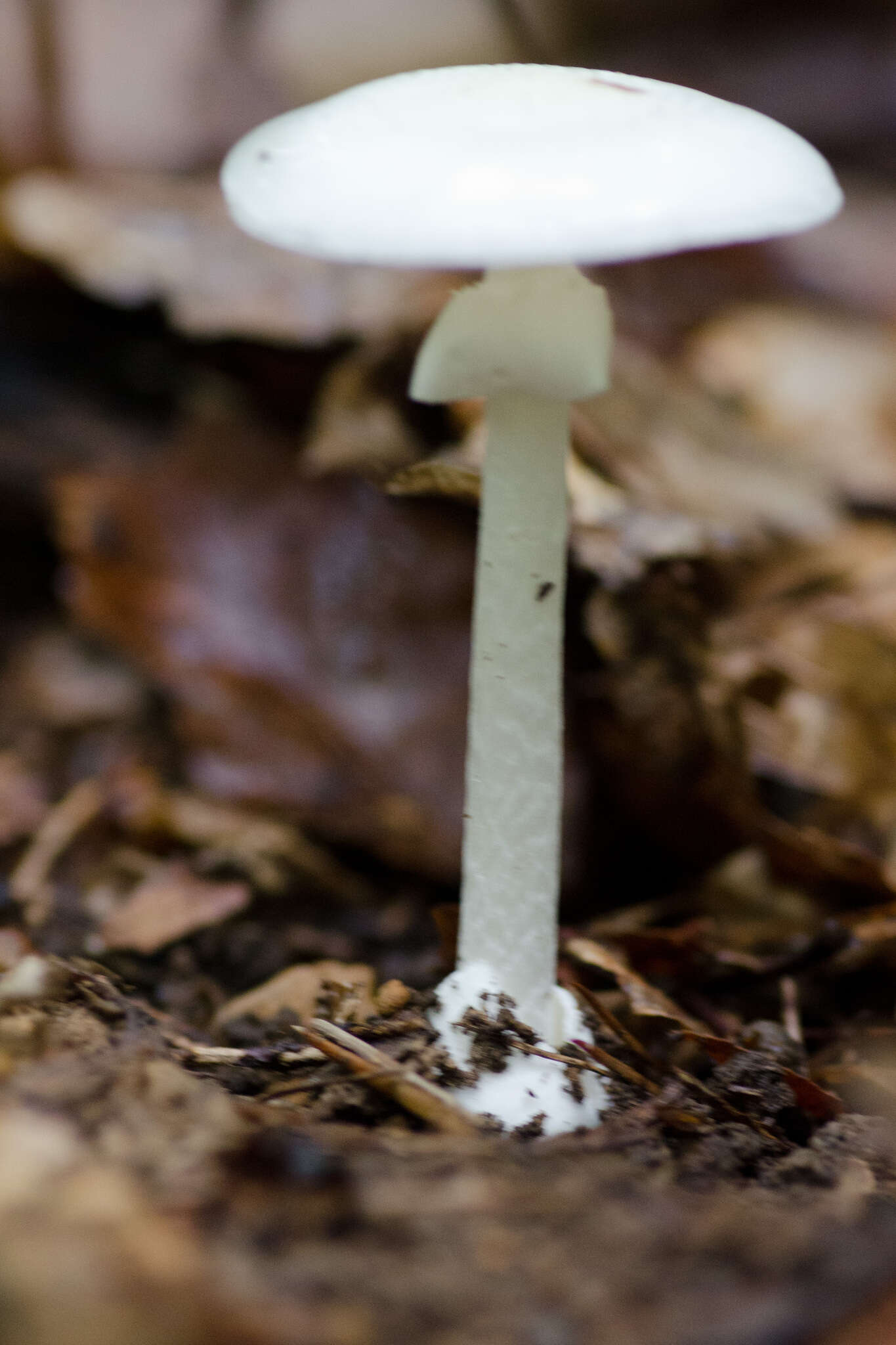 Image of Amanita bisporigera G. F. Atk. 1906