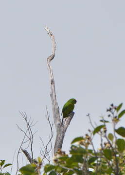 Image of New Caledonian Parakeet