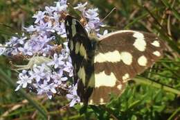 Sivun Pinacopteryx eriphia (Godart (1819)) kuva