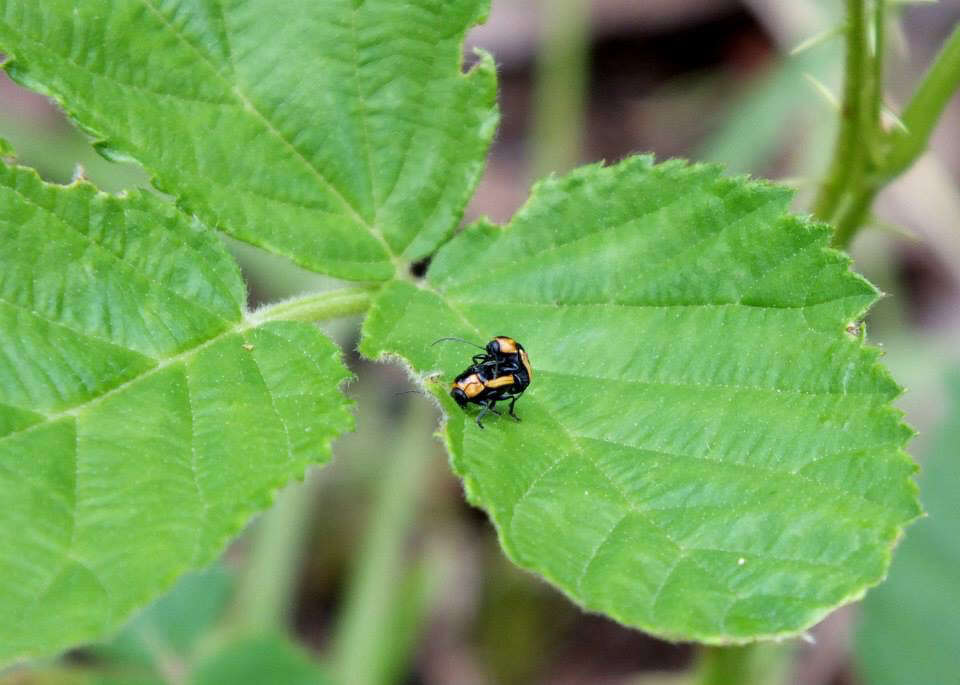 Image of Bassareus lituratus (Fabricius 1801)