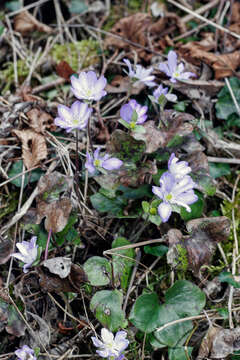 Image of hepatica