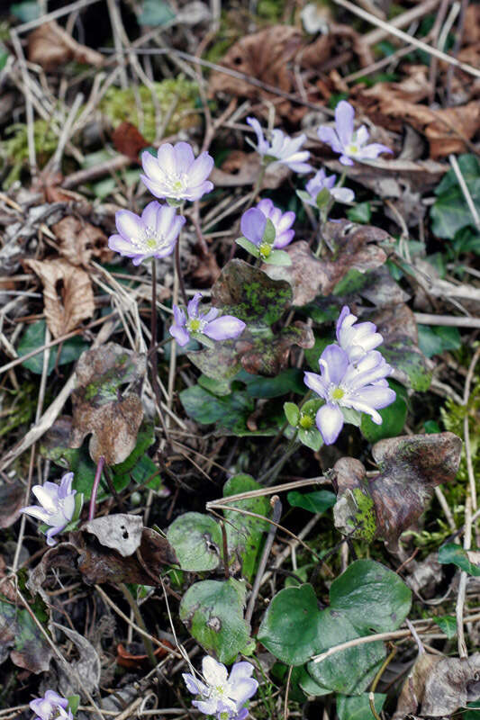 Plancia ëd Hepatica