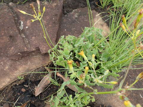 Plancia ëd Senecio oxyriifolius subsp. oxyriifolius