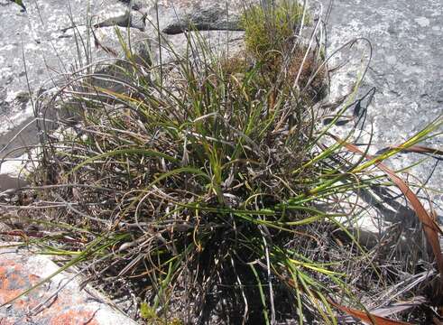 Image of Tetraria eximia C. B. Clarke