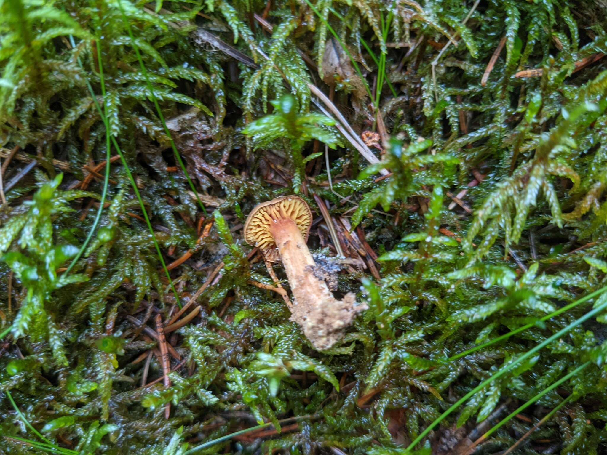 Image of Golden-gilled bolete