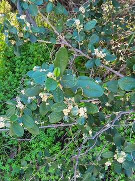 Image of Spyridium globulosum (Labill.) Benth.