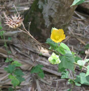 Image of whiteleaf Indian mallow