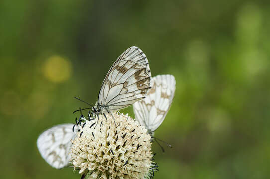 Imagem de Melanargia leda Leech 1891