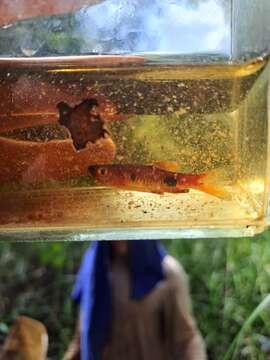 Image of Bigspot rasbora