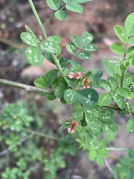 Imagem de Indigofera lupatana Baker fil.