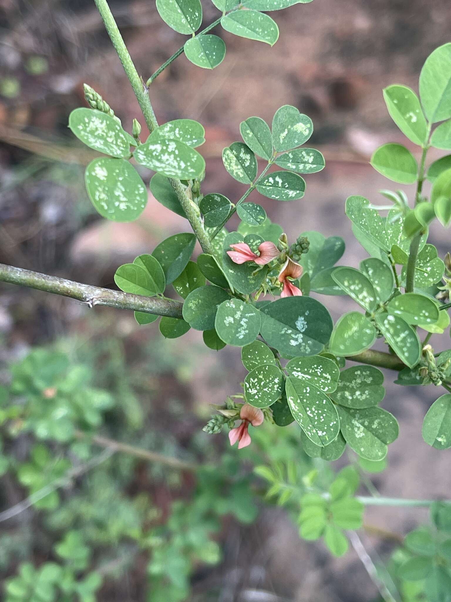 Image of Indigofera lupatana Baker fil.