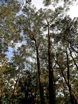 Imagem de Eucalyptus sieberi L. A. S. Johnson