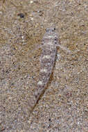 Image of Exquisite goby