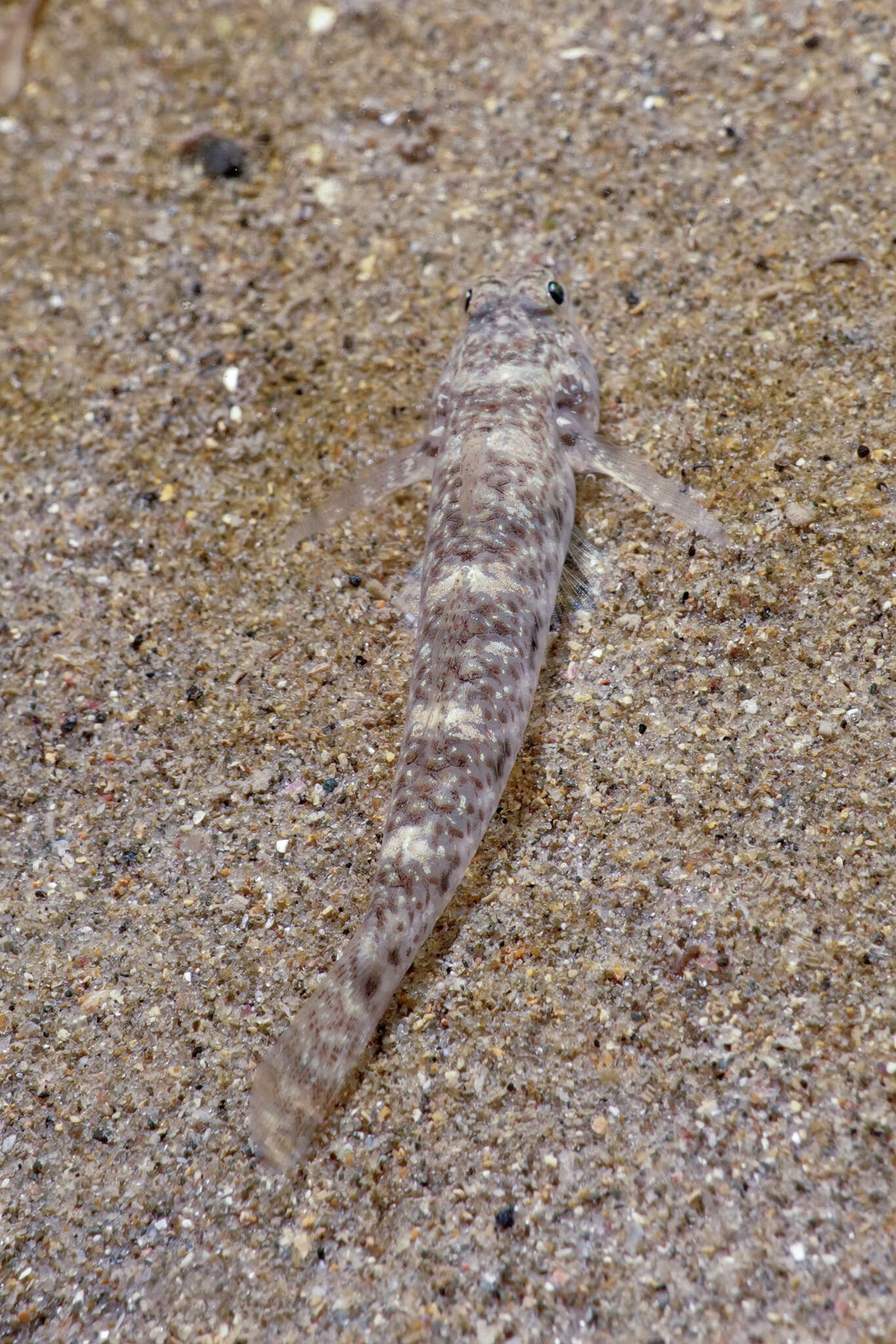 Image of Exquisite goby