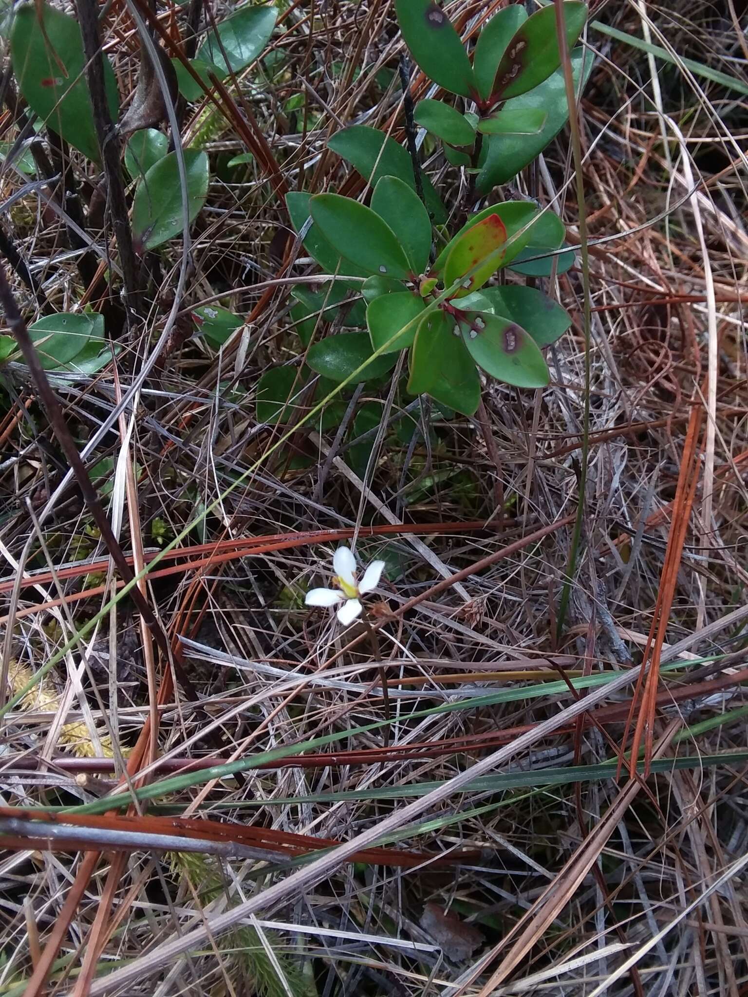 Image of White Screwstem