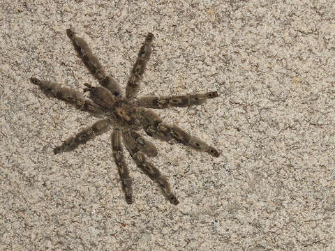 Image of feather leg baboon tarantula