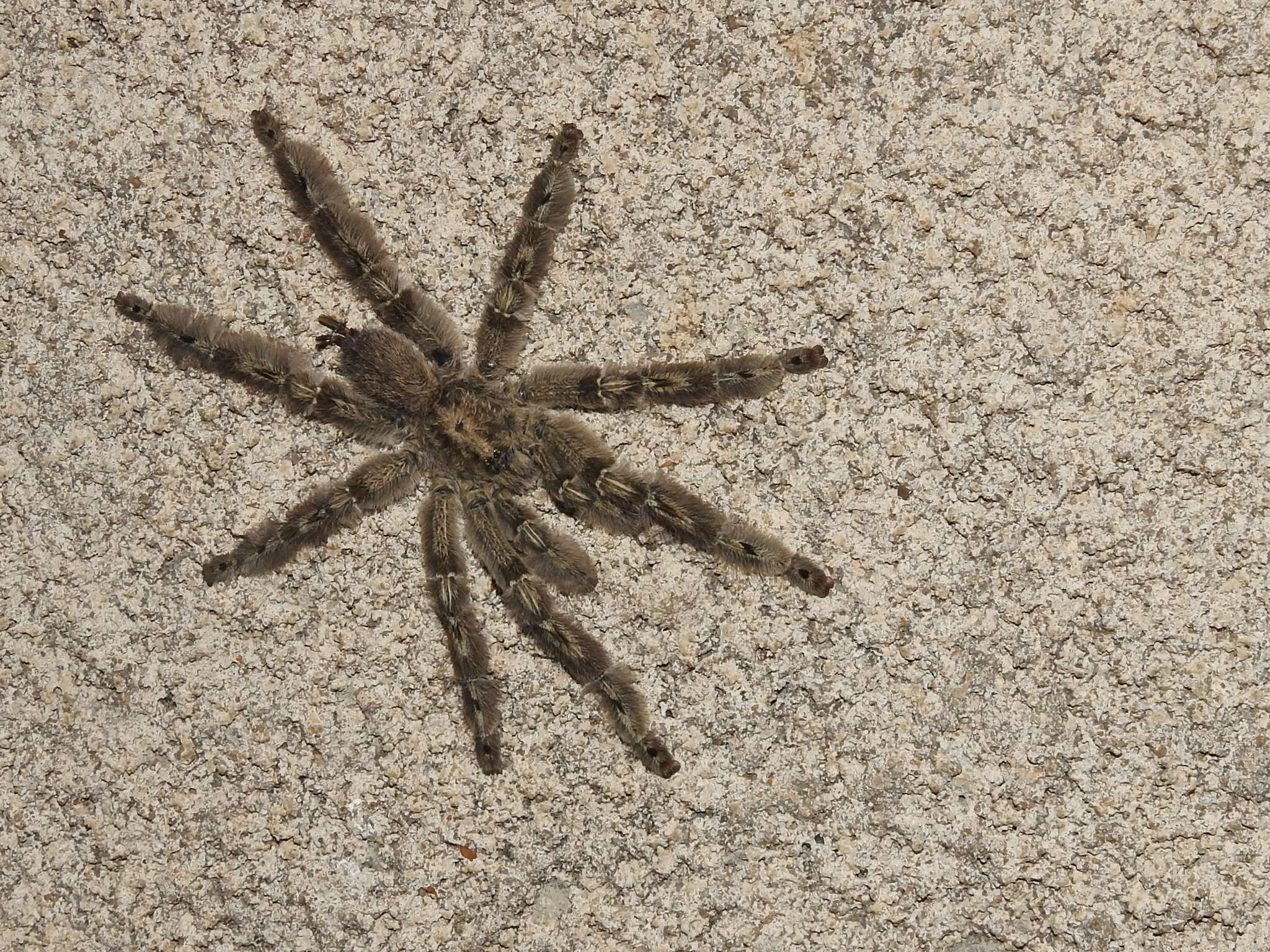 Image of feather leg baboon tarantula