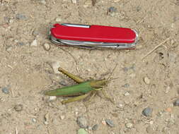 Image of Coryacris angustipennis (Bruner & L. 1900)