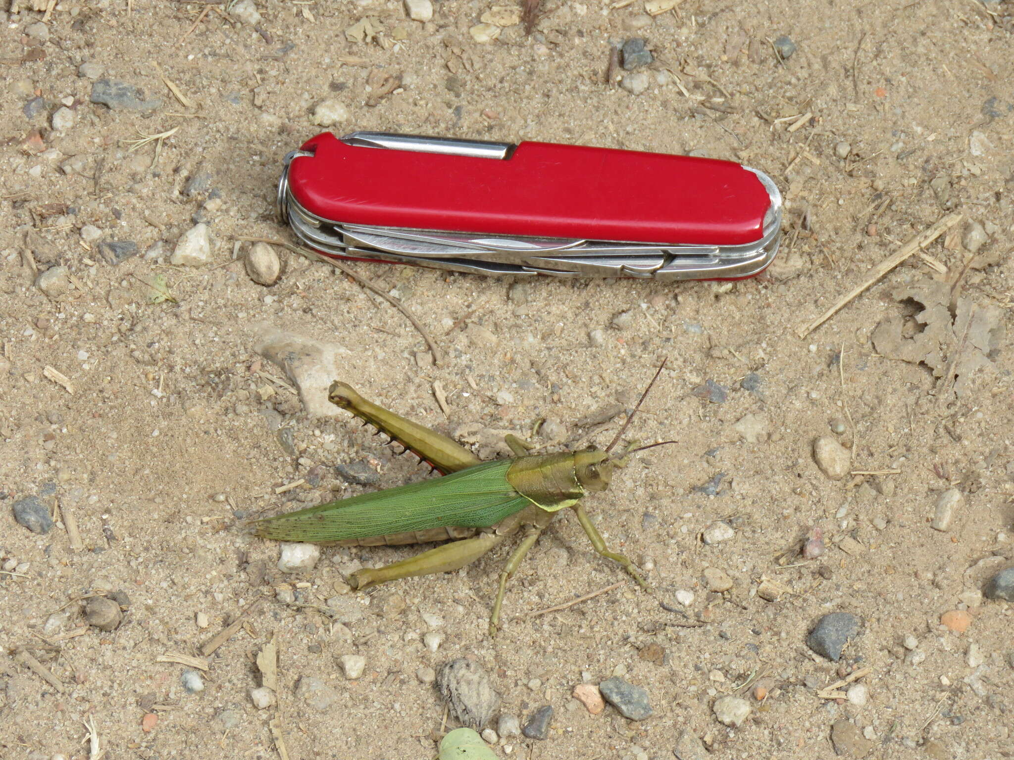 Image of Coryacris angustipennis (Bruner & L. 1900)