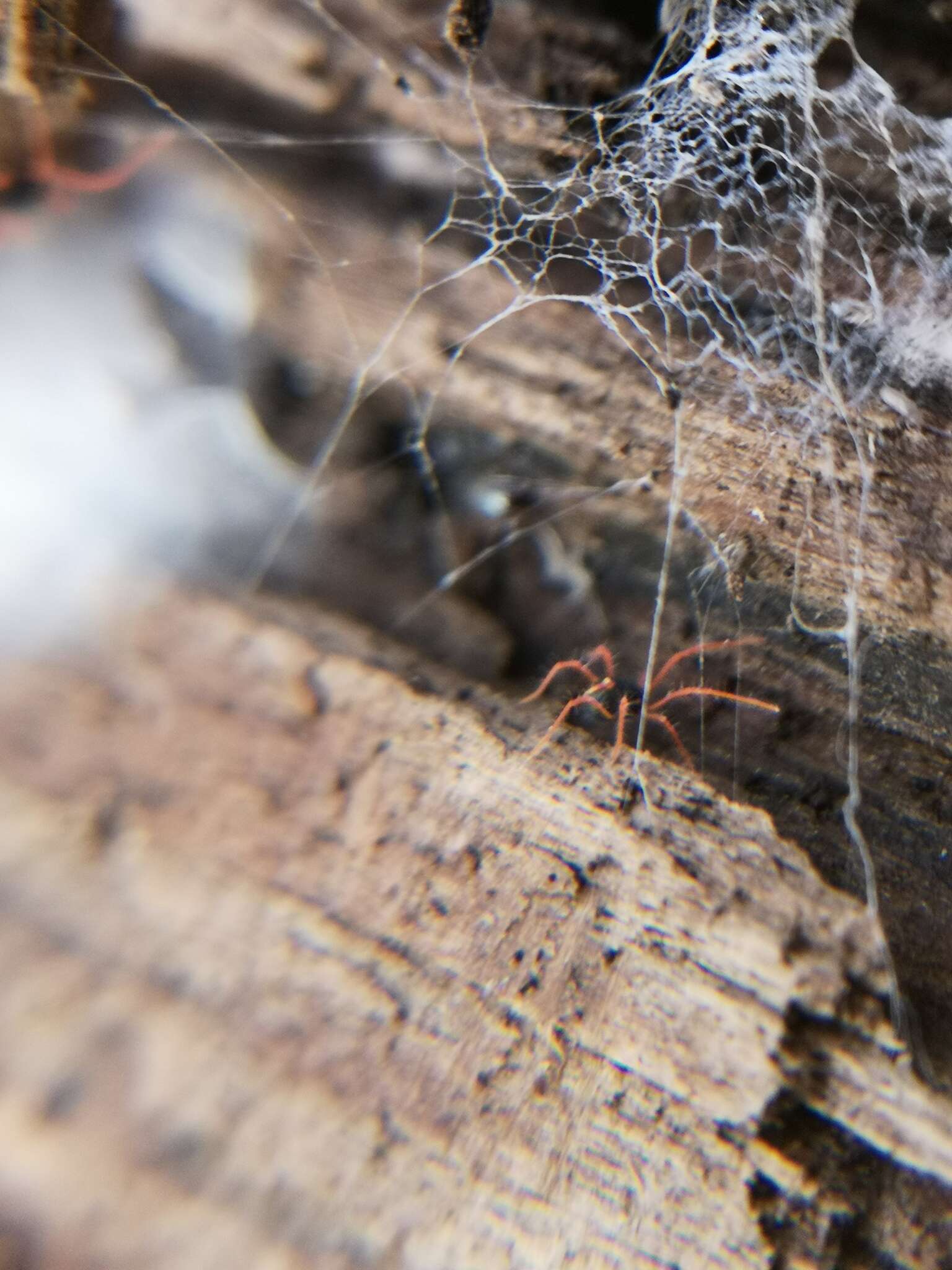 Image of winter grain mites