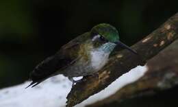 Image of Green-throated Mountain-gem