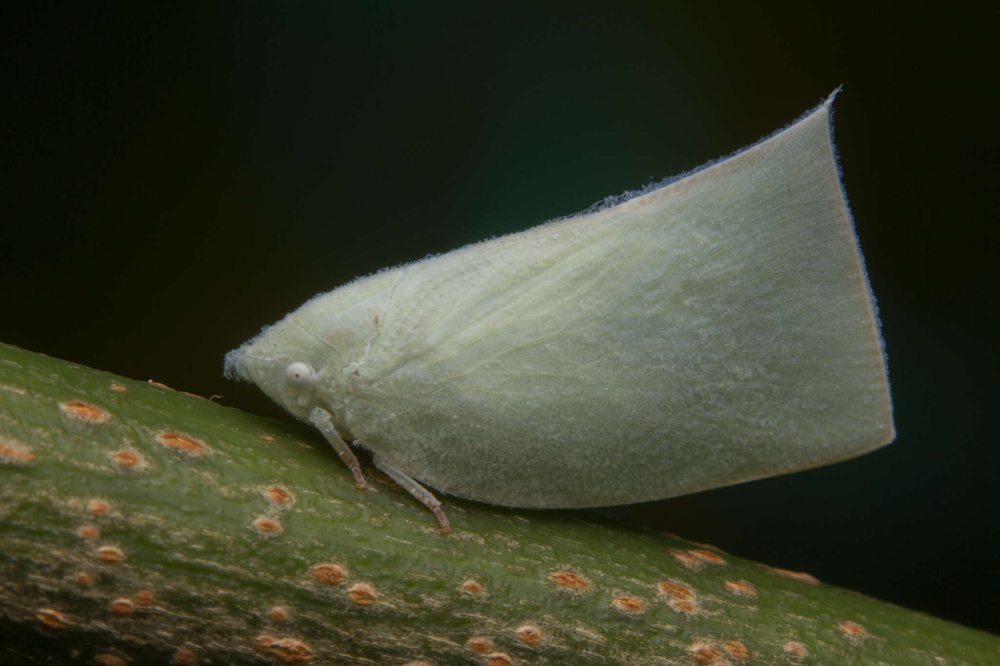 Image of Anaya luteimargo (Walker 1857)